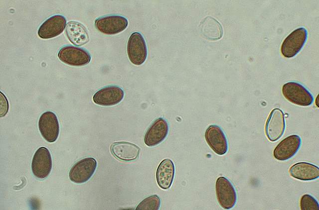 Psathyrella gossypina   (Bull.)   A. Pearson & Dennis